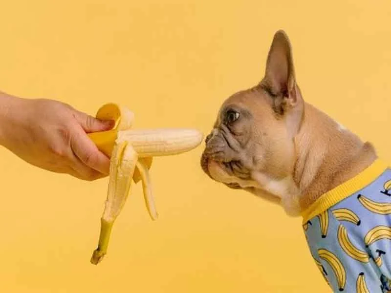 Banana for dogs | Are bananas good for dogs 